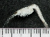  ( - HMSC174-03498)  @11 [ ] by-nc-sa  Unspecified Huntsman Marine Science Centre