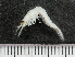  ( - HMSC174-03500)  @11 [ ] by-nc-sa  Unspecified Huntsman Marine Science Centre