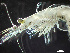  ( - HMSC174-03500)  @11 [ ] by-nc-sa  Unspecified Huntsman Marine Science Centre