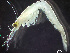  ( - HMSC174-03502)  @11 [ ] by-nc-sa  Unspecified Huntsman Marine Science Centre