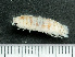  ( - HMSC174-03513)  @11 [ ] by-nc-sa  Unspecified Huntsman Marine Science Centre
