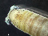  ( - HMSC174-03513)  @11 [ ] by-nc-sa  Unspecified Huntsman Marine Science Centre