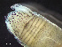  ( - HMSC174-03514)  @11 [ ] by-nc-sa  Unspecified Huntsman Marine Science Centre
