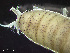 ( - HMSC174-03514)  @11 [ ] by-nc-sa  Unspecified Huntsman Marine Science Centre