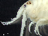  ( - HMSC174-03517)  @11 [ ] by-nc-sa  Unspecified Huntsman Marine Science Centre