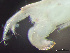  ( - HMSC174-03519)  @11 [ ] by-nc-sa  Unspecified Huntsman Marine Science Centre
