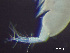  ( - HMSC174-03521)  @11 [ ] by-nc-sa  Unspecified Huntsman Marine Science Centre