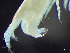  ( - HMSC174-03522)  @11 [ ] by-nc-sa  Unspecified Huntsman Marine Science Centre