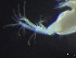  ( - HMSC174-03522)  @11 [ ] by-nc-sa  Unspecified Huntsman Marine Science Centre