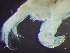  ( - HMSC174-03523)  @11 [ ] by-nc-sa  Unspecified Huntsman Marine Science Centre