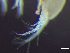  ( - HMSC174-03523)  @11 [ ] by-nc-sa  Unspecified Huntsman Marine Science Centre