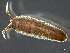  (Idotea phosphorea - HMSC174-03611)  @11 [ ] by-nc-sa  Unspecified Huntsman Marine Science Centre