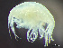  ( - HMSC174-03631)  @11 [ ] by-nc-sa  Unspecified Huntsman Marine Science Centre