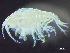  ( - HMSC174-03632)  @11 [ ] by-nc-sa  Unspecified Huntsman Marine Science Centre