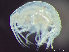  ( - HMSC174-03633)  @11 [ ] by-nc-sa  Unspecified Huntsman Marine Science Centre