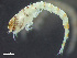 (Pseudoleptocuma - HMSC174-03674)  @11 [ ] by-nc-sa  Unspecified Huntsman Marine Science Centre