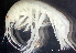  ( - HMSC174-03704)  @11 [ ] by-nc-sa  Unspecified Huntsman Marine Science Centre