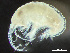  ( - HMSC174-03714)  @11 [ ] by-nc-sa  Unspecified Huntsman Marine Science Centre