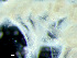  ( - HMSC174-03715)  @11 [ ] by-nc-sa  Unspecified Huntsman Marine Science Centre