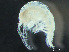  ( - HMSC174-03715)  @11 [ ] by-nc-sa  Unspecified Huntsman Marine Science Centre