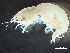  ( - HMSC174-03716)  @11 [ ] by-nc-sa  Unspecified Huntsman Marine Science Centre
