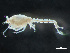  ( - HMSC174-03725)  @11 [ ] by-nc-sa  Unspecified Huntsman Marine Science Centre