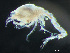  ( - HMSC174-03726)  @11 [ ] by-nc-sa  Unspecified Huntsman Marine Science Centre