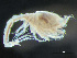  ( - HMSC174-03727)  @11 [ ] by-nc-sa  Unspecified Huntsman Marine Science Centre