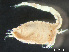  ( - HMSC174-03729)  @11 [ ] by-nc-sa  Unspecified Huntsman Marine Science Centre