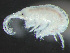  ( - HMSC174-03745)  @11 [ ] by-nc-sa  Unspecified Huntsman Marine Science Centre