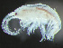  ( - HMSC174-03746)  @11 [ ] by-nc-sa  Unspecified Huntsman Marine Science Centre