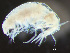  ( - HMSC174-03750)  @11 [ ] by-nc-sa  Unspecified Huntsman Marine Science Centre