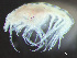  ( - HMSC174-03751)  @11 [ ] by-nc-sa  Unspecified Huntsman Marine Science Centre