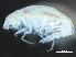  ( - HMSC174-03752)  @11 [ ] by-nc-sa  Unspecified Huntsman Marine Science Centre