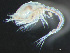  ( - HMSC174-03761)  @11 [ ] by-nc-sa  Unspecified Huntsman Marine Science Centre