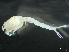  (Eudorella pusilla - HMSC174-03765)  @11 [ ] by-nc-sa  Unspecified Huntsman Marine Science Centre