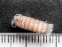  ( - HMSC174-03793)  @11 [ ] by-nc-sa  Unspecified Huntsman Marine Science Centre