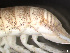  ( - HMSC174-03793)  @11 [ ] by-nc-sa  Unspecified Huntsman Marine Science Centre