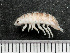  ( - HMSC174-03793)  @11 [ ] by-nc-sa  Unspecified Huntsman Marine Science Centre