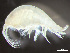  ( - HMSC174-03800)  @11 [ ] by-nc-sa  Unspecified Huntsman Marine Science Centre