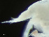  ( - HMSC174-03801)  @11 [ ] by-nc-sa  Unspecified Huntsman Marine Science Centre