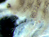  ( - HMSC174-03817)  @11 [ ] by-nc-sa  Unspecified Huntsman Marine Science Centre