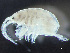  ( - HMSC174-03817)  @11 [ ] by-nc-sa  Unspecified Huntsman Marine Science Centre