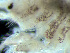  ( - HMSC174-03820)  @11 [ ] by-nc-sa  Unspecified Huntsman Marine Science Centre