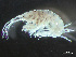  ( - HMSC174-03820)  @11 [ ] by-nc-sa  Unspecified Huntsman Marine Science Centre