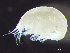  (Metopa tenuimana - HMSC174-02432)  @11 [ ] by-nc-sa  Unspecified Huntsman Marine Science Centre