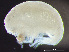  ( - HMSC174-02433)  @11 [ ] by-nc-sa  Unspecified Huntsman Marine Science Centre