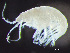  ( - HMSC174-02437)  @11 [ ] by-nc-sa  Unspecified Huntsman Marine Science Centre