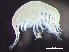  ( - HMSC174-02438)  @11 [ ] by-nc-sa  Unspecified Huntsman Marine Science Centre