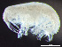  (Metopa pusilla - HMSC174-02439)  @11 [ ] by-nc-sa  Unspecified Huntsman Marine Science Centre
